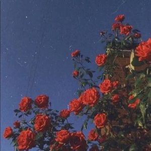 Meet your Posher, Elaney